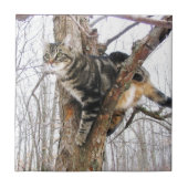 Carreau Tabbycat (Devant)