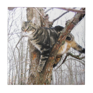 Carreau Tabbycat