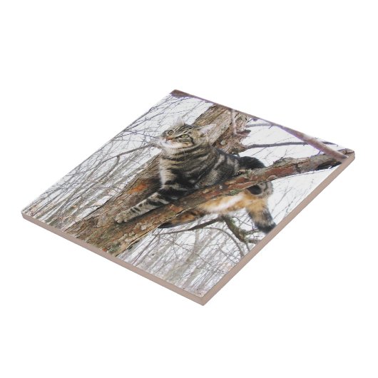 Carreau Tabbycat (Côté)