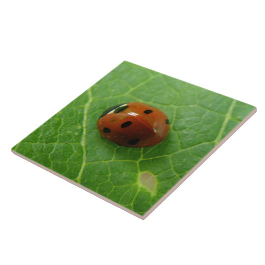 Carreau Table Ladybug (Côté)