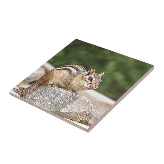 Carreau Tamia sur une roche (Côté)