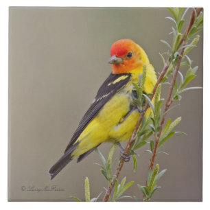 Carreau Tanager occidental