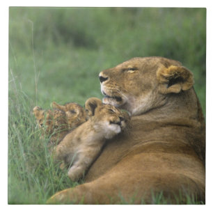 Carreau Tanzanie, cratère du Ngorongoro. Lionne africaine