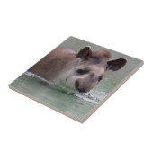 Carreau Tapir_2015_0101 (Côté)