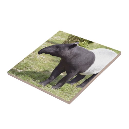 Carreau Tapir malais sur l'herbe (Côté)