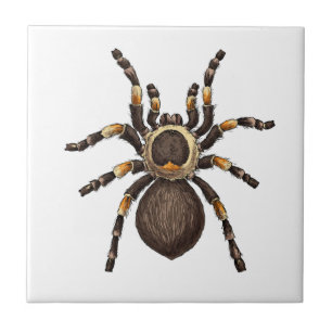 Carreau Tarantula
