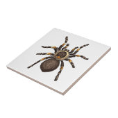 Carreau Tarantula (Côté)