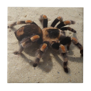Carreau Tarantula brachypelma rouge genou toxique