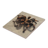 Carreau Tarantula brachypelma rouge genou toxique (Côté)