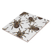 Carreau Tarantula sur blanc (Côté)
