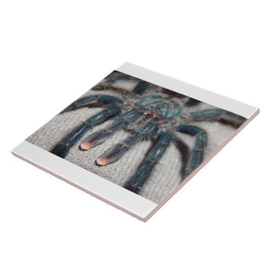 Carreau tarantule bleue (Côté)