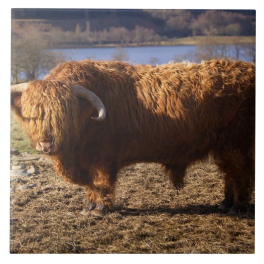 Carreau Taureau de Highland Cattle, Écosse (Devant)