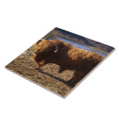 Carreau Taureau de Highland Cattle, Écosse (Côté)