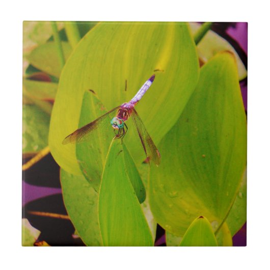 Carreau Teal Blue Dragonfly on Green Leaf. (Devant)