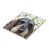 Carreau Teckel d'une chevelure de fil miniature (Côté)