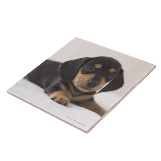 Carreau Teckel miniature (Côté)