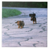 Carreau Teckel miniature 3 (Devant)