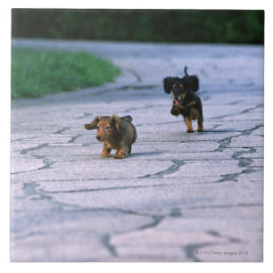 Carreau Teckel miniature 3