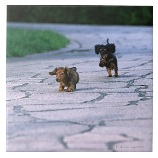 Carreau Teckel miniature 3 (Devant)