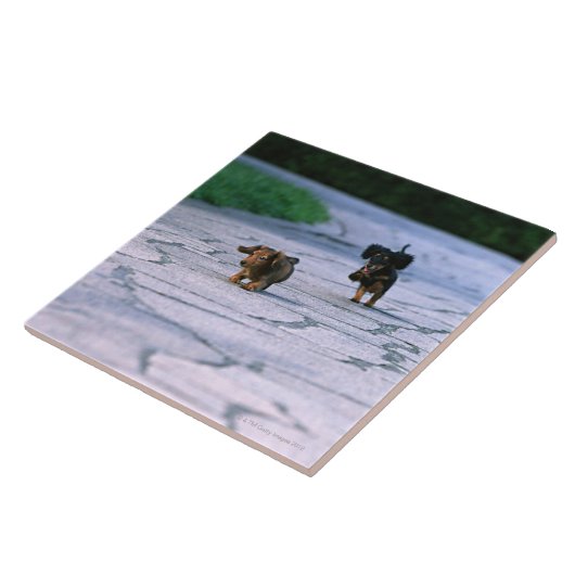 Carreau Teckel miniature 3 (Côté)