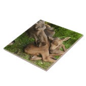 Carreau Tendre Mère Moose (Côté)