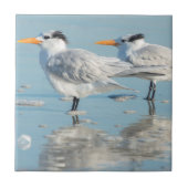 Carreau Terns (Devant)