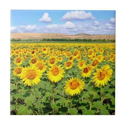 Carreau Terrain de tournesol (Devant)