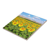 Carreau Terrain de tournesol (Côté)