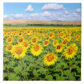 Carreau Terrain de tournesol (Devant)