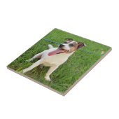 Carreau Terrier Fox, Langue Pendante, (Côté)