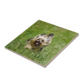 Carreau Terrier Yorkshire mignon Traversant L'Herbe (Côté)