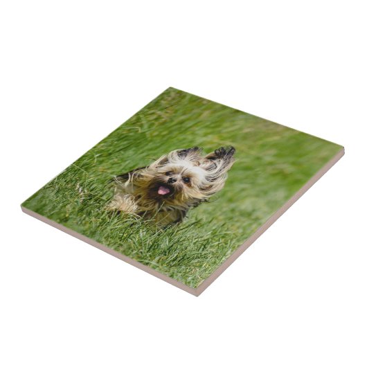 Carreau Terrier Yorkshire mignon Traversant L'Herbe (Côté)