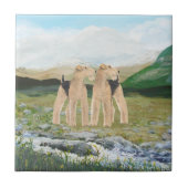 Carreau Terriers en Irlande (Devant)