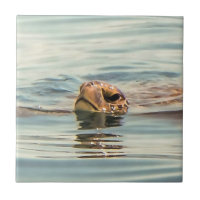 Tête au-dessus de la tortue de l'eau Ocean Wildlif