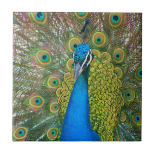 Carreau Tête bleue Peacock avec et des plumes de queue co