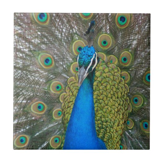 Carreau Tête bleue Peacock avec et plumes de queue (Devant)