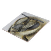 Carreau Tête d'abeille (Côté)