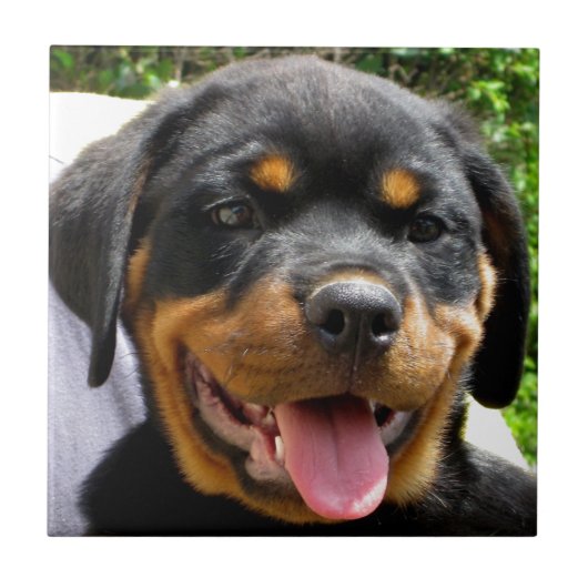 Carreau Tête de chiot Rottweiler Chien mignonne (Devant)