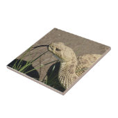 Carreau Tête de crotale R8 Prairie (Côté)