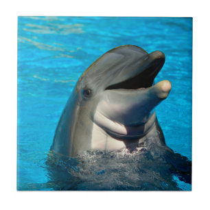 Carreau Tête de dauphin à bec