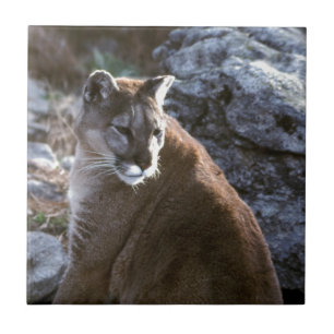 Carreau Tête de lion de Mt