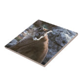 Carreau Tête de lion de Mt (Côté)