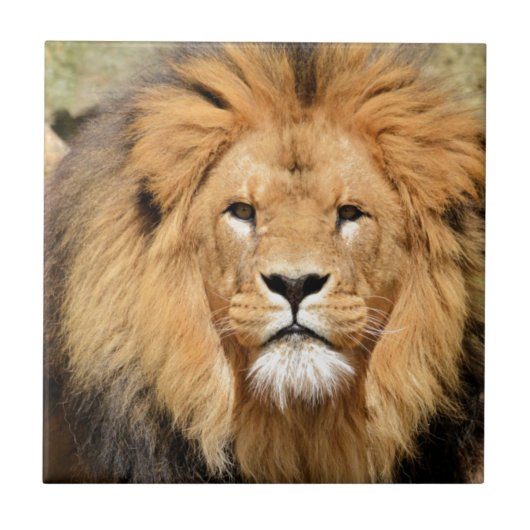 Carreau Tête de Lions (Devant)