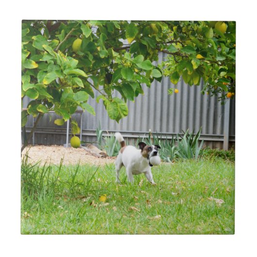 Carreau Tête effrayée drôle de Fox Terrier, (Devant)
