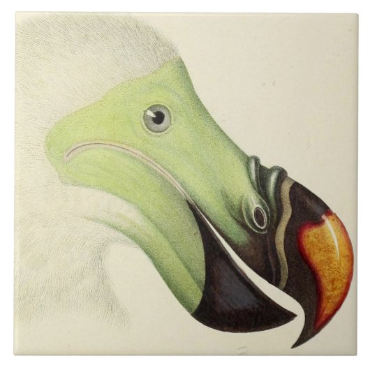 Carreau Tête vintage d'un Dodo (Devant)