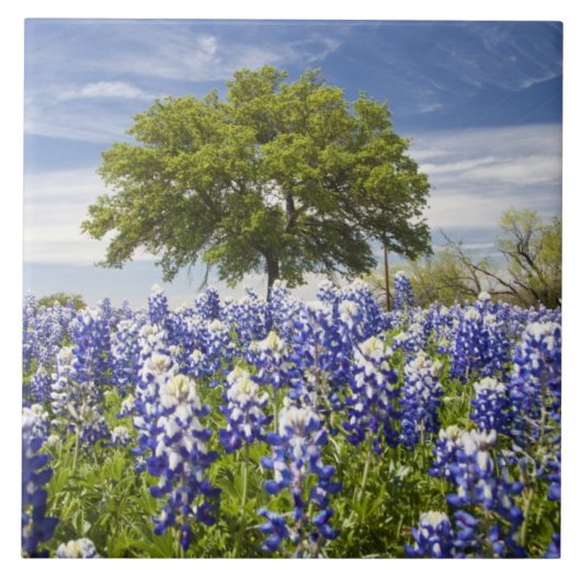 Carreau Texas bluebonnets (lupinus texensis) et chêne (Devant)