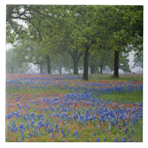 Carreau Texas, Texas Hill Country, Texas Paintbrush et