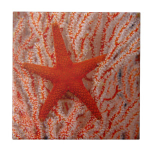 Carreau Thaïlande Sea Star Aka Starfish