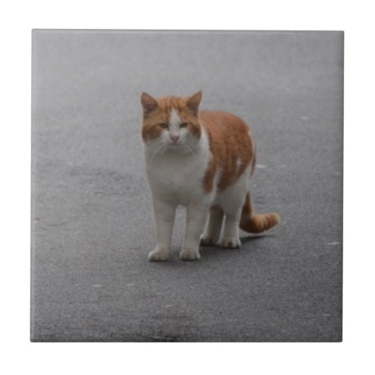 Carreau Thomas Ginger Et White Cat (Devant)