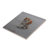 Carreau Thomas Ginger Et White Cat (Côté)